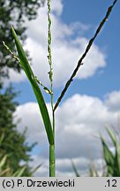 Digitaria ischaemum (palusznik nitkowaty)