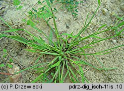 Digitaria ischaemum (palusznik nitkowaty)