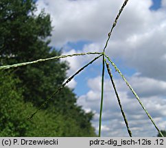 Digitaria ischaemum (palusznik nitkowaty)