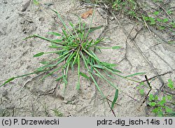 Digitaria ischaemum (palusznik nitkowaty)