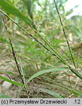 Digitaria ischaemum (palusznik nitkowaty)