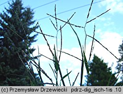 Digitaria ischaemum (palusznik nitkowaty)