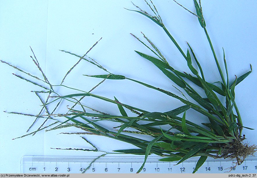 Digitaria ischaemum (palusznik nitkowaty)