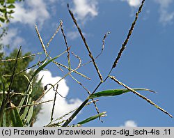 Digitaria ischaemum (palusznik nitkowaty)