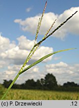 Digitaria ischaemum (palusznik nitkowaty)