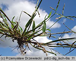 Digitaria ischaemum (palusznik nitkowaty)