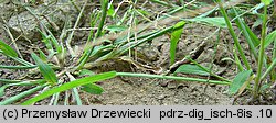 Digitaria ischaemum (palusznik nitkowaty)