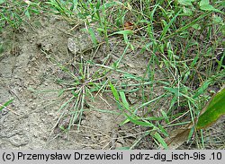 Digitaria ischaemum (palusznik nitkowaty)