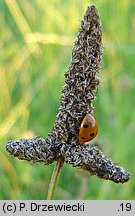 Plantago lanceolata (babka lancetowata)