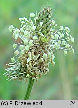 Plantago lanceolata (babka lancetowata)