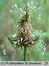 Plantago lanceolata (babka lancetowata)