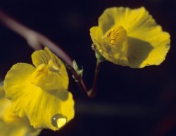 Utricularia intermedia (pływacz średni)