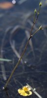 Utricularia intermedia (pływacz średni)