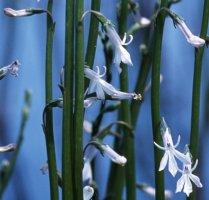 Lobelia dortmanna (lobelia jeziorna)