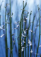 Lobelia dortmanna (lobelia jeziorna)