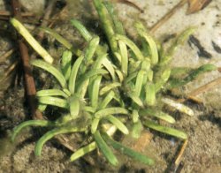 Lobelia dortmanna (lobelia jeziorna)