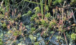 Drosera intermedia