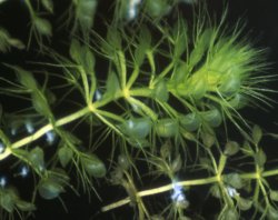 Aldrovanda vesiculosa (aldrowanda pęcherzykowata)