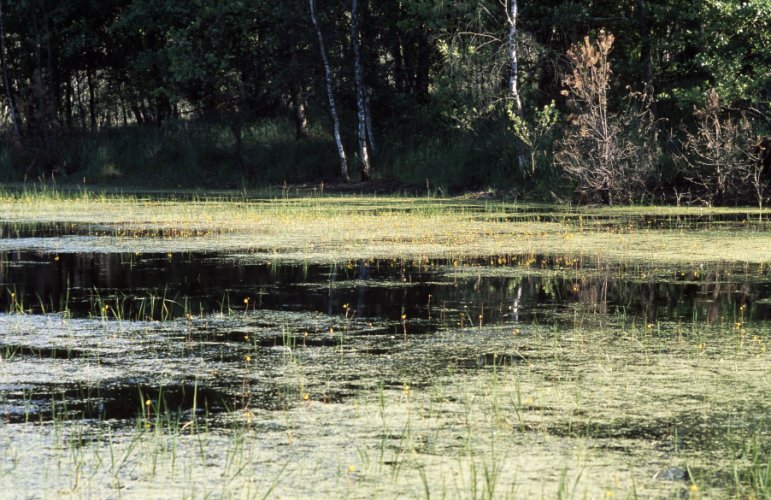 Utricularia vulgaris