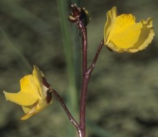 Utricularia vulgaris