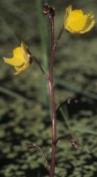 Utricularia vulgaris