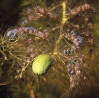 Utricularia vulgaris