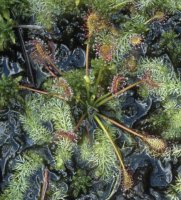 Drosera intermedia