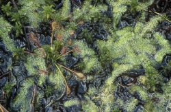 Utricularia intermedia