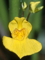 Utricularia intermedia