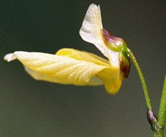 Utricularia minor (pływacz drobny)