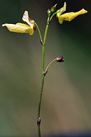 Utricularia minor (pływacz drobny)