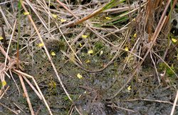 Utricularia minor (pływacz drobny)