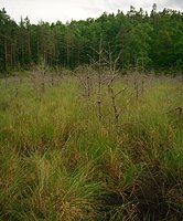 Utricularia minor (pływacz drobny)