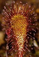 Drosera xobovata