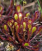 Drosera xobovata