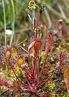 Drosera xobovata