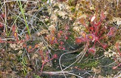 Drosera xobovata