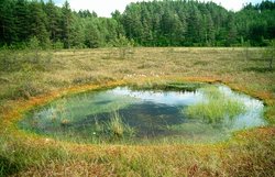 Drosera xobovata