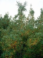 Hippophae rhamnoides (rokitnik zwyczajny)