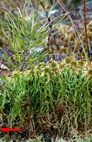 Drosera rotundifolia