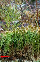 Drosera rotundifolia