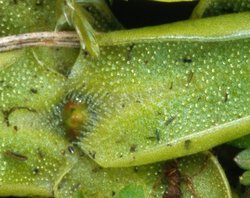 Pinguicula vulgaris ssp. vulgaris