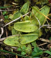 Pinguicula vulgaris ssp. vulgaris