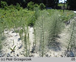 Equisetum telmateia (skrzyp olbrzymi)