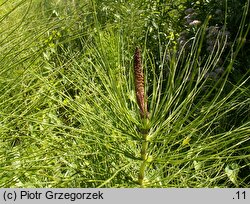 Equisetum telmateia (skrzyp olbrzymi)