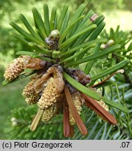 Abies alba (jodła pospolita)