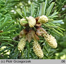 Abies alba (jodła pospolita)