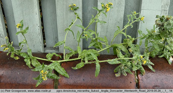 Amsinckia micrantha