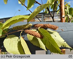 Betula utilis ssp. albosinensis (brzoza białochińska)