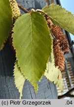 Betula utilis ssp. albosinensis (brzoza białochińska)